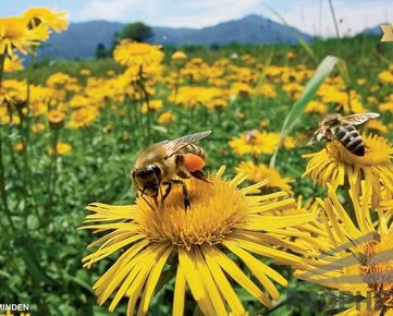Hľadáme pozemok pri Pezinku pre chov včiel