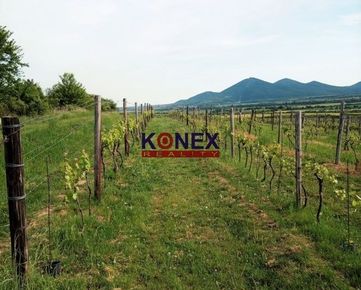 SUPER PONUKA – Krásny vinohrad vo vinohradníckej oblasti Tokaj