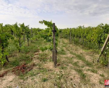 Investičný pozemok (vinica) na upätí Malých Karpát