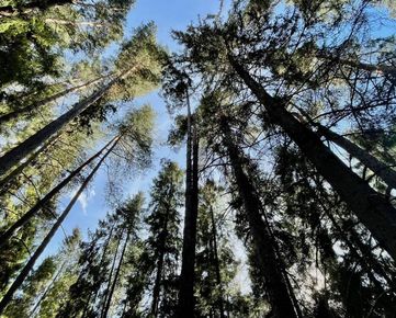 Les v osobnom výlučnom vlastníctve - Ľubica, Kežmarok