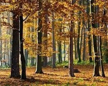 Predaj les-lesný pozemok plus orná pôda,okr. Prešov